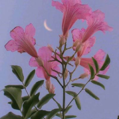 开云·体育(kaiyun)下载手机版